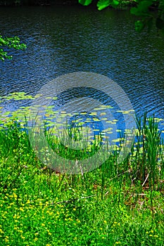 Landscape with or near a lake in early summer in the middle zone of the European part