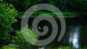 Landscape with or near a lake in early summer in the middle zone of the European part