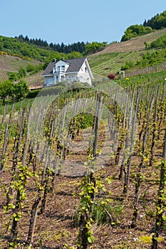 Landscape near the Moselle