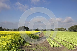 Landscape near Ossendrecht