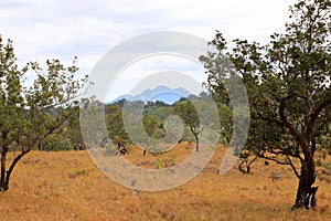 the landscape near the Rincon de la Vieja an guanacaste national park, Costa Rica