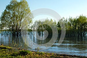 Landscape near river in summer sunny day. Green trees and grass