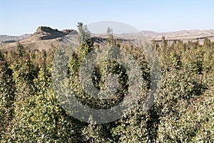 Landscape near Sanaa with khat plantations