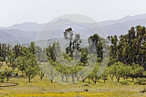 Landscape nearby Oletta, Nebbio region, Corsica, France photo