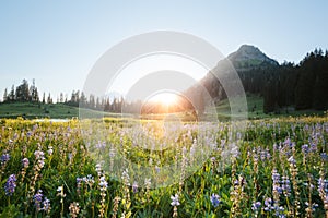 Landscape nearby Tipsoo Lake with Mt. Rainier