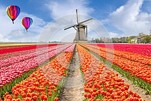 Landscape of Netherlands bouquet of tulips with hot air ballon. photo