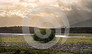 Landscape of New Zealand