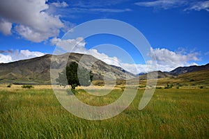 Landscape in New Zealand - a tree in front of the mountains. Molesworth station, South Island