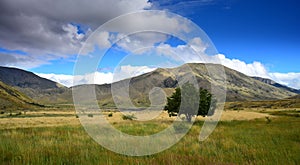 Landscape in New Zealand - a tree in front of the mountains. Molesworth station, South Island