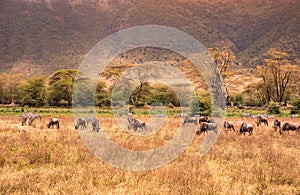 Landscape of Ngorongoro crater -  herd of zebra and wildebeests (also known as gnus) grazing on grassland  -  wild animals at