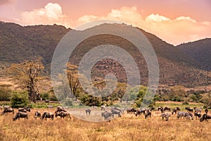 Landscape of Ngorongoro crater -  herd of zebra and wildebeests (also known as gnus) grazing on grassland  -  wild animals at