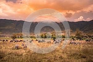 Landscape of Ngorongoro crater -  herd of zebra and wildebeests (also known as gnus) grazing on grassland  -  wild animals at