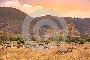 Landscape of Ngorongoro crater -  herd of zebra and wildebeests (also known as gnus) grazing on grassland  -  wild animals at