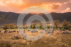 Landscape of Ngorongoro crater -  herd of zebra and wildebeests (also known as gnus) grazing on grassland  -  wild animals at