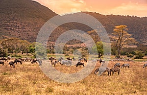 Landscape of Ngorongoro crater -  herd of zebra and wildebeests (also known as gnus) grazing on grassland  -  wild animals at