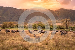 Landscape of Ngorongoro crater -  herd of zebra and wildebeests (also known as gnus) grazing on grassland  -  wild animals at