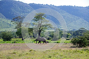 Landscape in the Ngorongoro crater in Tanzania