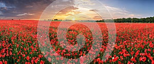 Landscape with nice sunset over poppy field - panorama