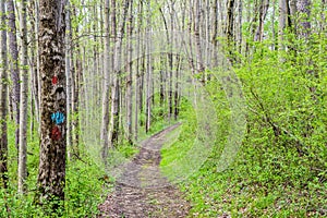 Landscape of Nixon Park in Loganville, Pennsylvania