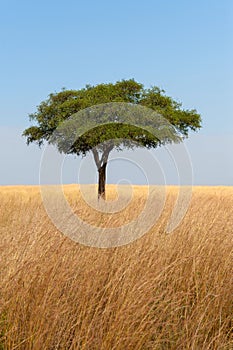 Landscape with nobody tree in Africa