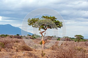 Landscape with nobody tree in Africa