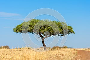 Landscape with nobody tree in Africa