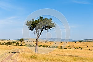 Landscape with nobody tree in Africa