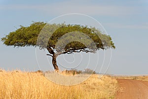 Landscape with nobody tree in Africa