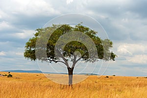 Landscape with nobody tree in Africa