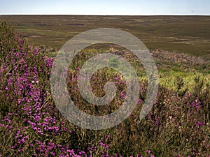 Landscape of North Yorkshire Moors