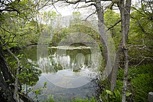Landscape: Northeastern U.S. Pond with Lily Pads in Spring