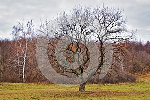 Landscape with oak and bare forest in late autumn