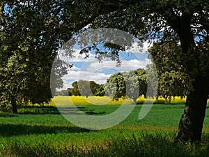 Landscape with oaks, meadow and rapeseed