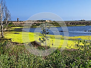 Landscape with Oil Pump and Water Blooms in Bolsa Chica Wetlands. Orange County, California, Ecological Reserve, Clear Day in May photo