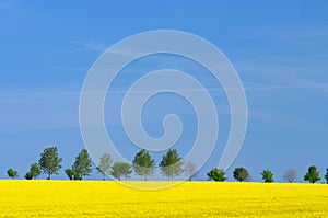 Landscape with oilseed