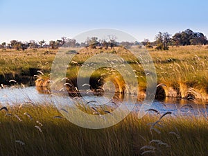 Landscape at Okavango river
