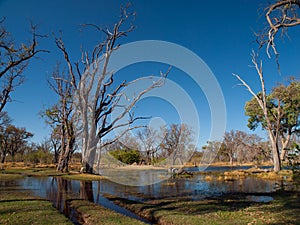 Landscape at Okavango river