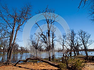 Landscape at Okavango river