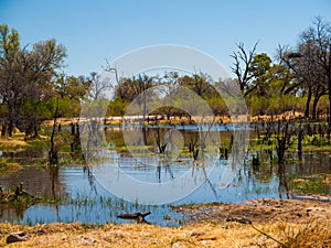 Landscape at Okavango river