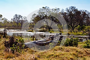 Landscape in the Okavango swamps