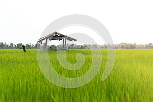 Landscape old cottage cabin in green rice field