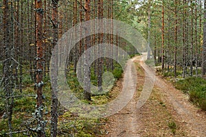 Landscape of an old forest with a dirt road