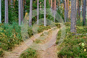 Landscape of an old forest with a dirt road