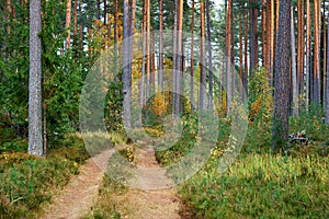 Landscape of an old forest with a dirt road