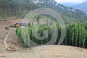 Landscape of an old house beside a bamboo hill