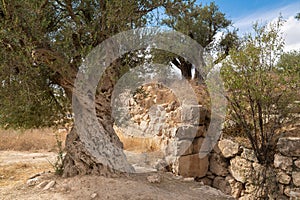 Landscape with old olive trees and ancient ruins