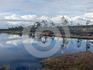 Landscape with old peat bogs and swamp vegetation. The bog pond reflects small pines, bushes and cloudy skies. Niedraju Pilkas