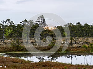 Landscape with old peat bogs and swamp vegetation. The bog pond reflects small pines, bushes and cloudy skies. Niedraju Pilkas
