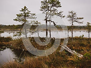 Landscape with old peat bogs and swamp vegetation. The bog pond reflects small pines, bushes and cloudy skies. Niedraju Pilkas