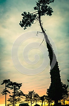 landscape with an old pine tree overgrown with liane